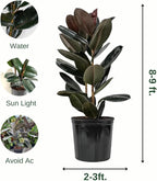 Eureka Farms Ficus Burgundy Bush – Live Rubber Tree Plant, Low Maintenance Indoor Tropical Houseplant with Rich Red & Green Foliage, Perfect for Home & Office Decor