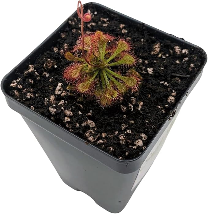 Drosera Spatulata Live Plant, Spoon-Leaved Sundew, 2 Inch Carnivorous Plant with Pink Flowers, Potted