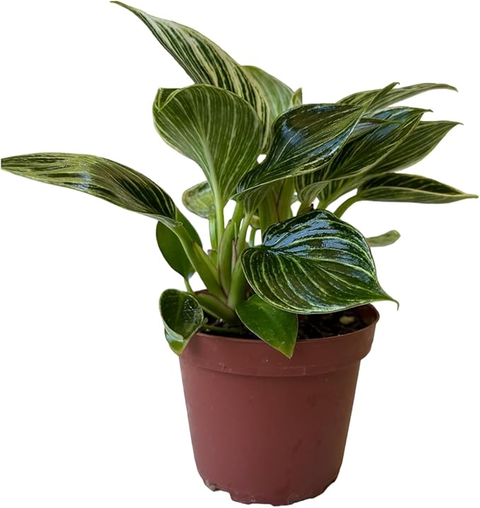 Philodendron Live Plant, Air Purifying, Easy Care, Easy to Grow, Rare Variety, Live Indoor Plant, 4 inch Pot (Philodendron Birkin)