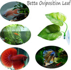 CousDUoBe 2 Pack Betta Fish Leaf Pad Improves Betta's Health by Simulating The Natural Habitat - Natural, Organic, Comfortable Rest Area for Fish Aquarium Ornaments