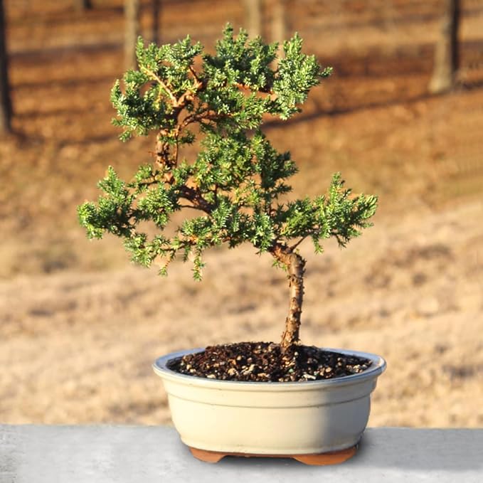 Brussel's Bonsai - Live Green Mound Juniper Bonsai Tree, Outdoor Bonsai Tree Live Plant, Medium Bonsai for Patio Garden Décor, Easy Care Evergreen Bonsai (Medium)