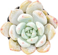 Sprout N Green x Graptoveria 'Orange Stone', 1 Live Succulent Plant Fully Rooted in 2" Pot, House Plant for Indoor Outdoor Home Office Wedding Decoration DIY Project Party Favor