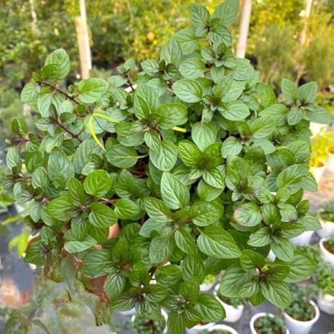 Chocolate Mint Plants Live, Mint Plants for Inside and Home Décor, 3-Inch Potted Fresh Herb for Kitchen Gardens and Indoor Growing