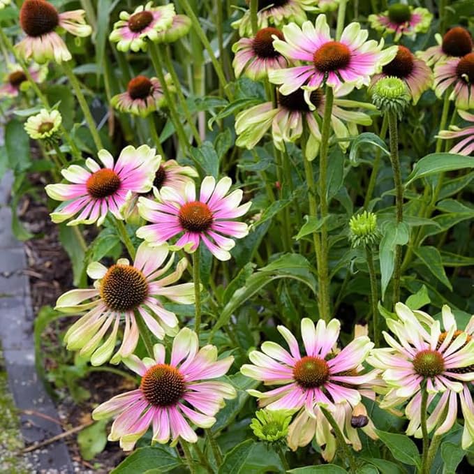 100+ Green Twister Coneflower Flower Seeds for Planting Outdoor-Rare Echinacea Purpurea 'Green Twister' Flower Plant Seeds for Garden Home Deer Resistant Non-GMO