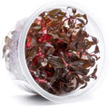 SubstrateSource Live Plant - Alternanthera Reineckii 'Mini' Red Stem Tissue Culture Aquatic Live Aquarium Plant - 100% Snail Free in Vitro Cup (AR Mini)