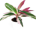 Stromanthe sanguinea Triostar (4 inch) - Pet-Friendly Houseplants - Attractive Indoor Plants, Easy to Grow, Pet Safe Plants for Cats & Dogs, Ideal for Home Decor, Office & Gift