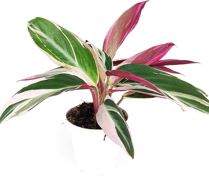 Stromanthe sanguinea Triostar (4 inch) - Pet-Friendly Houseplants - Attractive Indoor Plants, Easy to Grow, Pet Safe Plants for Cats & Dogs, Ideal for Home Decor, Office & Gift