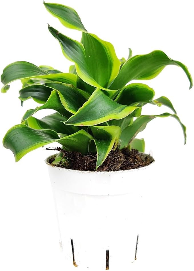 Dracaena 'Tornado' (4" Grower Pot) - Low Light and Healthy Houseplant - Easy to Care Indoor Plants - Live Healthy Houseplant for Home Office Decoration