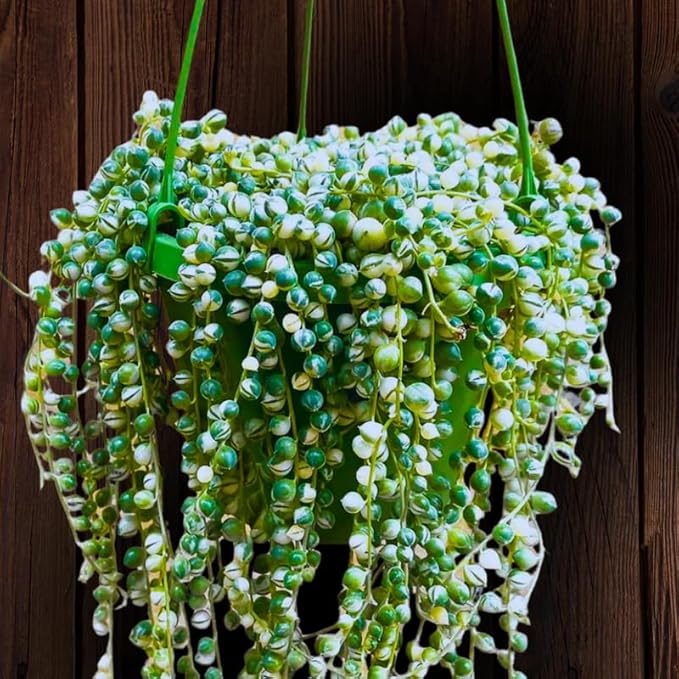 Variegated String of Pearls Plant Live, Rare Succulent Trailing Vine in Pot, Indoor Houseplant