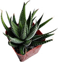 Live Succulent Cactus Plants (2" Pot Haworthia Faciata)