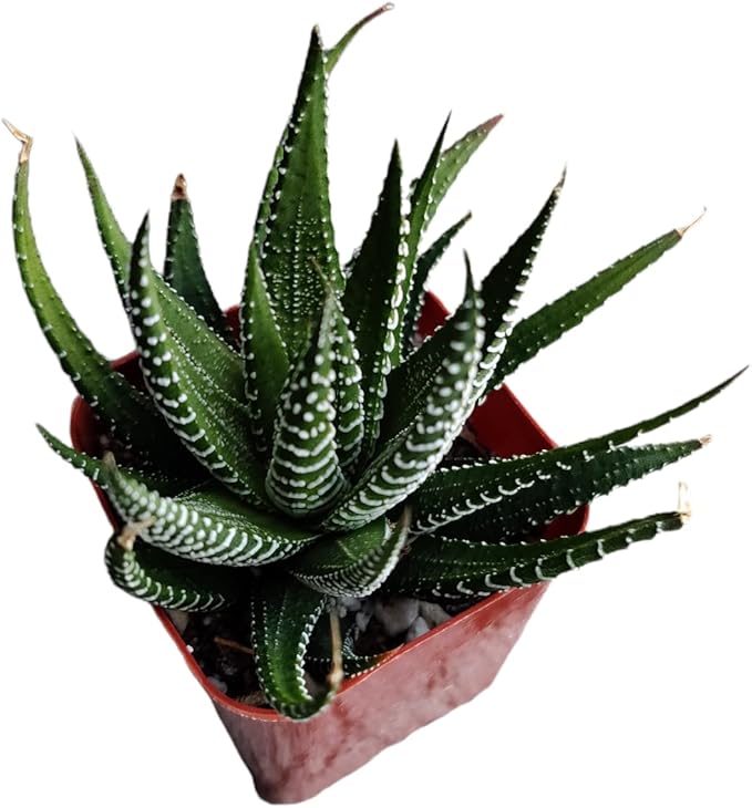 Live Succulent Cactus Plants (2" Pot Haworthia Faciata)