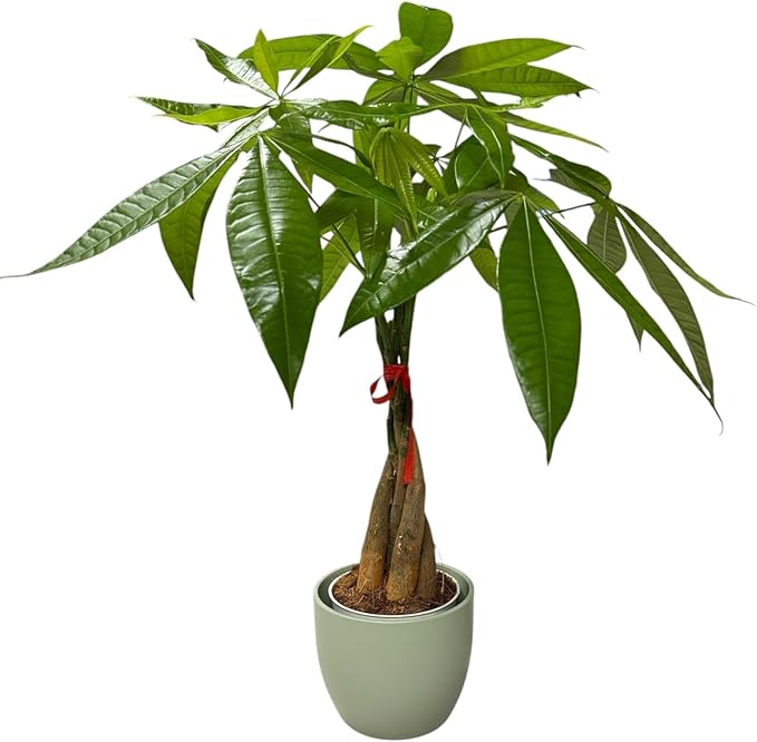 Money Tree Live Plant | 14-22 Inches Tall Bonsai | Easy to Grow Indoor Houseplant | Home, Office, or Room Decor | Birthday, Housewarming Gift (Sage)