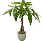 Money Tree Live Plant | 14-22 Inches Tall Bonsai | Easy to Grow Indoor Houseplant | Home, Office, or Room Decor | Birthday, Housewarming Gift (Sage)