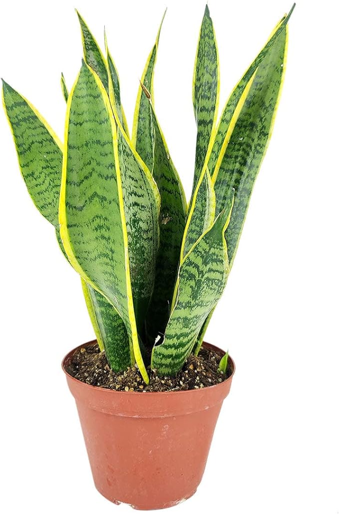 Snake Plant Sansevieria Laurentii (6" Grower Pot) - Air-Purifying Houseplant - Easy to Care Houseplant for Beginners - Bright to Medium Light Plant