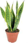 Snake Plant Sansevieria Laurentii (6" Grower Pot) - Air-Purifying Houseplant - Easy to Care Houseplant for Beginners - Bright to Medium Light Plant