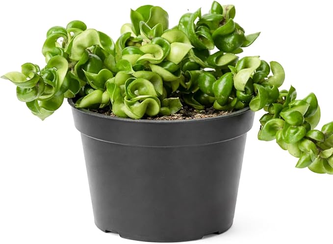 Hoya Rope Plant (6 inch) - Pet-Friendly Houseplants - Attractive Indoor Plants, Easy to Grow, Pet Safe Plants for Cats & Dogs, Ideal for Home Decor, Office & Gift
