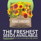 Plains Coreopsis Seeds – Native Flowers – Extra Large Packet – Over 100,000 Open Pollinated Non-GMO Wildflower Seeds – Coreopsis tinctorial