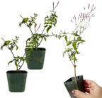 Mini Pink Jasmine Vine, Fragrant and Live Houseplant, 2 Inch Pot, Jasminum Polyanthum (2)