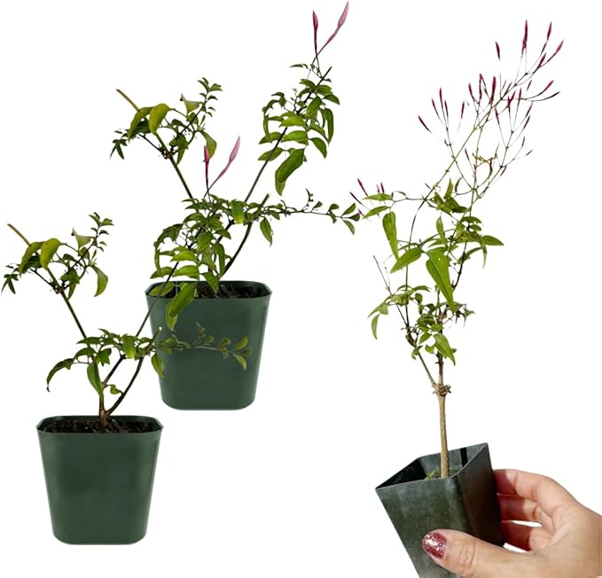 Mini Pink Jasmine Vine, Fragrant and Live Houseplant, 2 Inch Pot, Jasminum Polyanthum (2)