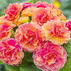 220+ Perennial Primrose Primula Seeds for Planting - Non-GMO Heirloom Plant Seeds Garden Outdoor