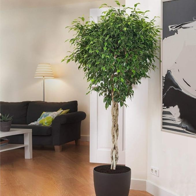 Ficus Benjamina Weeping Fig Braided Tree - Live Plant in a 10 Inch Pot - Ficus Benjamina - Beautiful Ornamental Interior Tree