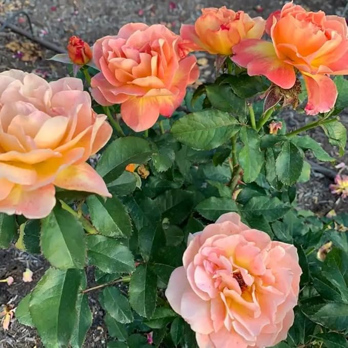 Rose Live Plant, Roses Flower Plant, Fragrant Flower for Planting, 4-6 Inches Tall, Bush Shrub Plants, Well Rooted, Ready to Grow (Orange Pink Rose)