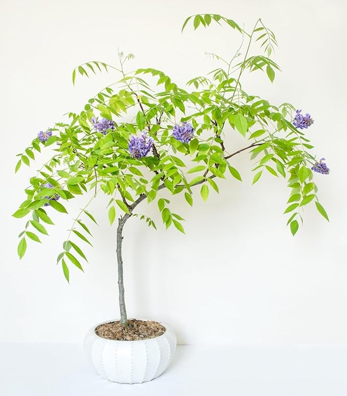 3 Wisteria Bonsai Starter Trees (1 Year Old Live Plant) – Wisteria Floribunda Seedling – Fast Growing Flowering Vine for Bonsai Training – Outdoor/Indoor Bonsai Tree Starter Kit (3 Plants)