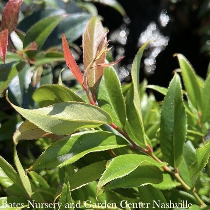 ReJoyce Coast Leucothoe – Evergreen Shrub for Shade Gardens, Borders & Containers – Fragrant, Deer-Resistant, Pet Safe – Low Maintenance, Attractive Foliage & Blooms 1 Gallon