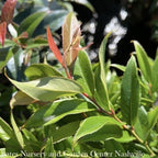 ReJoyce Coast Leucothoe – Evergreen Shrub for Shade Gardens, Borders & Containers – Fragrant, Deer-Resistant, Pet Safe – Low Maintenance, Attractive Foliage & Blooms 1 Gallon