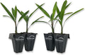 Lady Palm - 4 Live Starter Plants in 2 Inch Pots - Rhapis Excelsa - Beautiful Clean Air Indoor Outdoor Houseplant