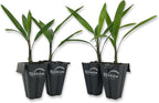 Lady Palm - 4 Live Starter Plants in 2 Inch Pots - Rhapis Excelsa - Beautiful Clean Air Indoor Outdoor Houseplant