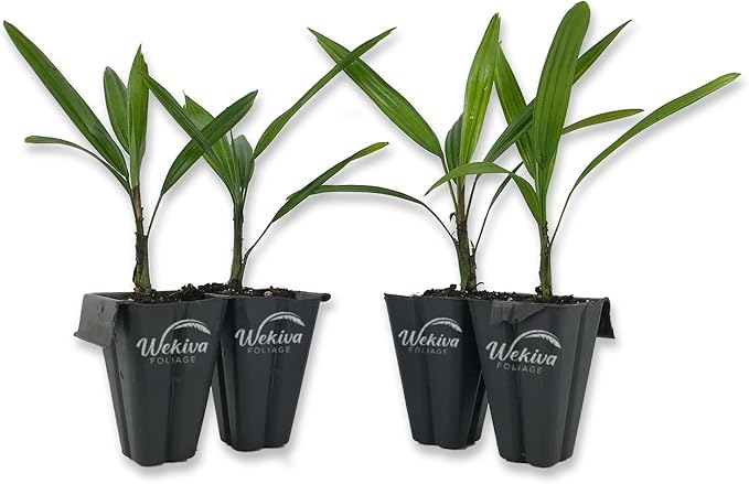 Lady Palm - 4 Live Starter Plants in 2 Inch Pots - Rhapis Excelsa - Beautiful Clean Air Indoor Outdoor Houseplant