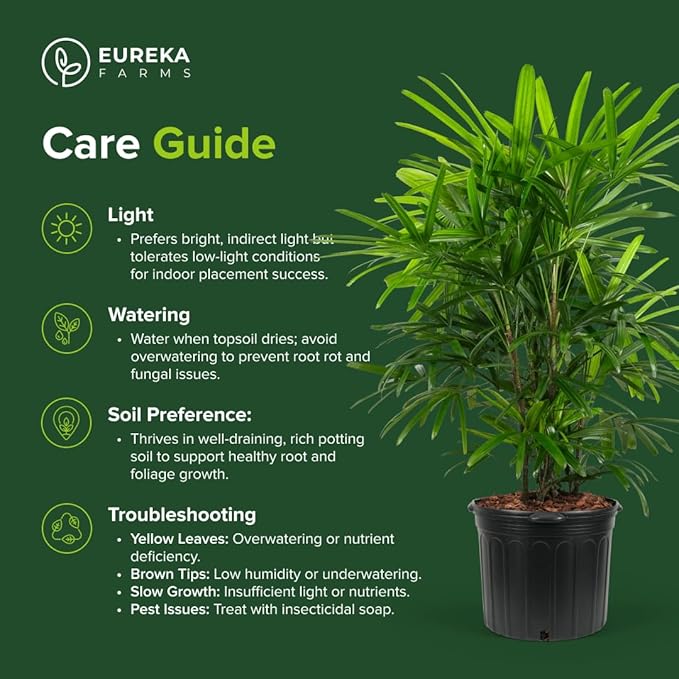 Lady Palm, Rhapis Excelsa - Live Plant, Air Purifying Indoor Houseplant, Low Maintenance Tropical Plant for Home, Office, and Garden Decor (5gal Pot; 3-4ft)