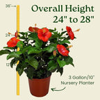 Hibiscus Plant Live - Hibiscus Bush - Red President - Overall Height 26" to 28" - Tropical Plants of Florida (Plant Only)
