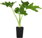 MyShelfie - Mini Philodendron Selloum Hope Starter Live Plant in 2-Inch Pot Tropical Indoor Houseplant, Low Maintenance, Easy Care, Perfect for Home or Office Decor