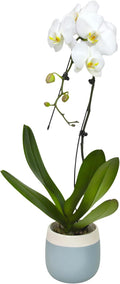 Large White Live Orchids Blooming in 5" Blue & White Orchid Pot, Pet Friendly Live Plant Gifts for Plant Lovers, Approx. 22"+ Tall, Real Houseplants, Phalaenopsis Moth Flowers by Plants for Pets