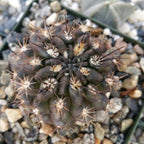 Neochilenia huascensis eriosyce crispa Cacti Cactus Succulent Real Live Plant