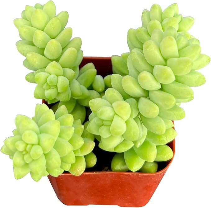 Sprout N Green Colorful Succulents Collection, 3 Live Succulent Plant Fully Rooted in 2 inch Starter Pot, Home Office Indoor Outdoor Wedding Decoration DIY Projects Party Favor