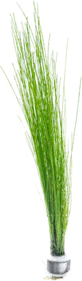 SubstrateSource Live Aquarium Stem Plants - Freshwater Aquatic Plant for Fish Tanks, Aquascaping - (Eleocharis Vivipara, 1 Bunch)