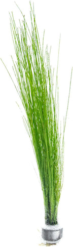 SubstrateSource Live Aquarium Stem Plants - Freshwater Aquatic Plant for Fish Tanks, Aquascaping - (Eleocharis Vivipara, 1 Bunch)