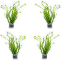 SubstrateSource Live Aquarium Stem Plants - Freshwater Aquatic Plant for Fish Tanks, Aquascaping - (Mayaca Fluviatilis, 4 Bunches)