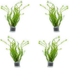 SubstrateSource Live Aquarium Stem Plants - Freshwater Aquatic Plant for Fish Tanks, Aquascaping - (Mayaca Fluviatilis, 4 Bunches)