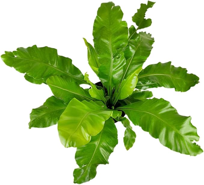 Bird’s Nest, 'Victoria' Fern (6 inch) - Air-Purifying Houseplants - 4/6 inch Unique Live Decorative Houseplants - Low-Maintenance Indoor Plants, House Warming Gift, Natural Air Purifier