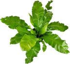Bird’s Nest, 'Victoria' Fern (6 inch) - Air-Purifying Houseplants - 4/6 inch Unique Live Decorative Houseplants - Low-Maintenance Indoor Plants, House Warming Gift, Natural Air Purifier