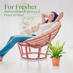 American Plant Exchange Bird’s Nest Fern – 6-Inch Pot – Live Easy Care Indoor Houseplant, Air-Purifying, Pet-Friendly Tropical Plant for Bathrooms, Bedrooms & Home or Office Décor
