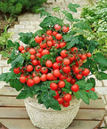 40+ Seeds Indoor Dwarf Tomato Year-Round - Vegetable Red