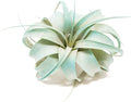 Teal Blue Colorful Tillandsia Air Plants - Long Lasting Color Enhanced Live Tillandsia Succulent House Plants - Home and Garden Decor - Easy Care Indoor and Outdoor (Mini Xerographica, Single)