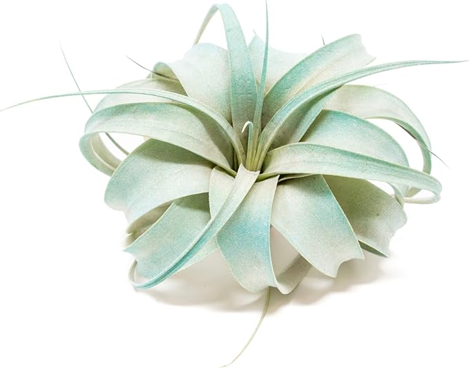 Teal Blue Colorful Tillandsia Air Plants - Long Lasting Color Enhanced Live Tillandsia Succulent House Plants - Home and Garden Decor - Easy Care Indoor and Outdoor (Mini Xerographica, Pack of 3)