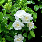 100PCS Jasmine Vine Seeds for Planting – Highly Fragrant Sweet-Scented Flower, Fast-Growing Hardy Perennial, Heat & Drought Tolerant, Attracts Butterflies, Ideal for Outdoor Garden Deco Gift
