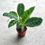 Calathea Zebrina Live Plant in 4" Pot - Calathea Plants Live - Pet Safe Easy to Grow Air Purifying Indoor House Plants Flowers for Home Office Wedding Decor & Birthday Gift(Heat Pack Included)